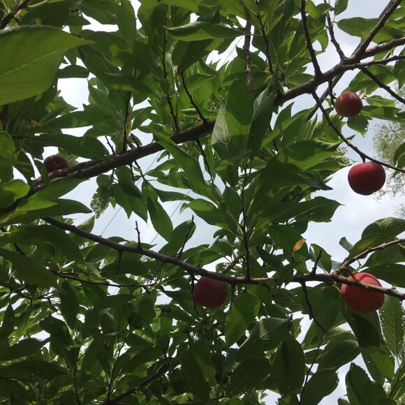 Recipe that works for homemade plum sorbet - Picture 5 of 5